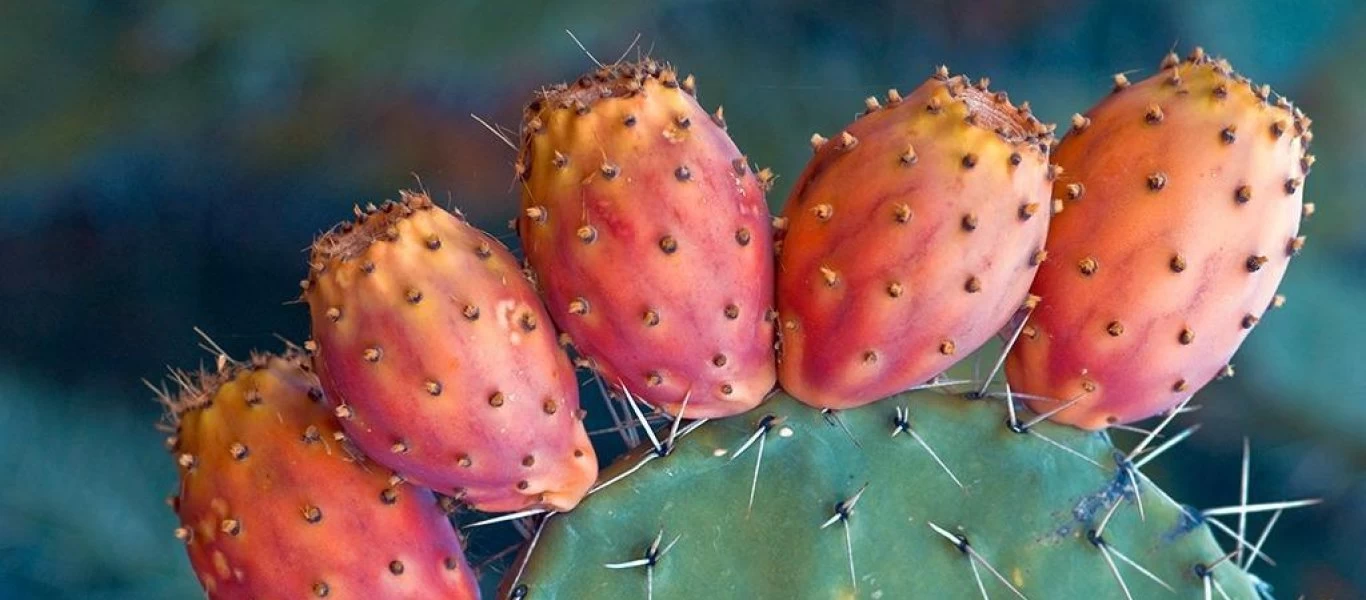 Τρώτε φραγκόσυκα! Δεν φαντάζεστε πόσο ωφέλιμα είναι
